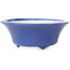 Vaso bonsai rotondo blu scuro di Seifu - 85 x 85 x 35 mm