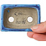 Pot à bonsaï rectangulaire bleu par Terahata Satomi Mazan - 72 x 50 x 27 mm