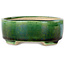 Ovale groene craquelé met een blauw accent bonsaipot van Terahata Satomi Mazan - 157 x 130 x 47 mm
