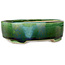 Vaso bonsai ovale verde craquelé con accenti blu di Terahata Satomi Mazan - 157 x 130 x 47 mm