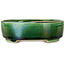 Maceta de bonsái craquelé verde ovalada con detalles en azul de Terahata Satomi Mazan - 157 x 130 x 47 mm