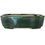 Pot à bonsaï ovale vert avec accent bleu par Terahata Satomi Mazan - 192 x 160 x 55 mm