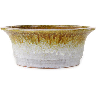  Shuuhou (Hidemi Kataoka) Vaso bonsai rotondo bianco e marrone da 310 mm di Shuhou, Tokoname, Giappone