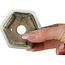 Maceta hexagonal para bonsái verde de Terahata Satomi Mazan - 71 x 71 x 62 mm