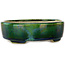 Maceta ovalada para bonsái verde con detalles en azul de Terahata Satomi Mazan - 157 x 130 x 47 mm
