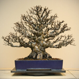 Reiho Pseudocydonia sinensis, 60 cm, ± 60 jaar oud
