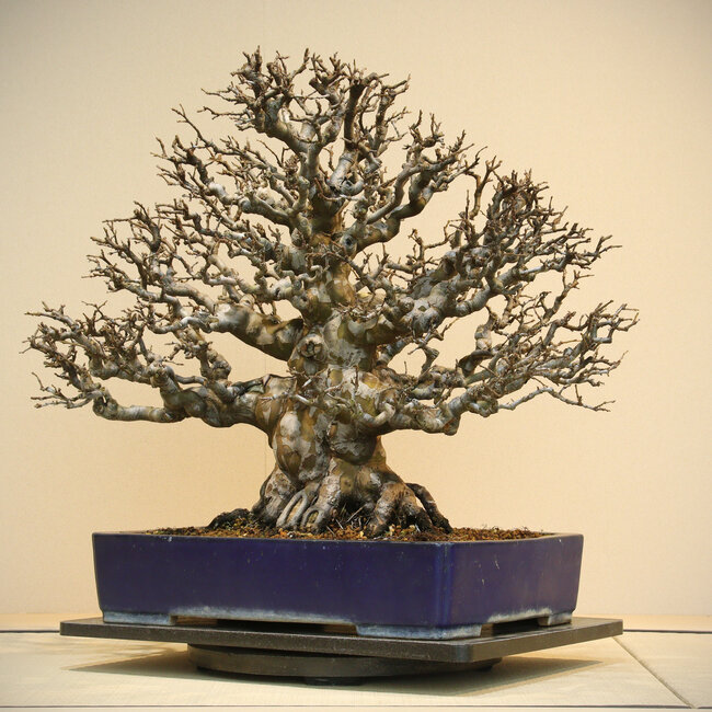 Pseudocydonia sinensis, 60 cm, ca. 60 Jahre alt, in einem handgefertigten Topf von Reiho, mit einem Wurzelhals von 34 cm