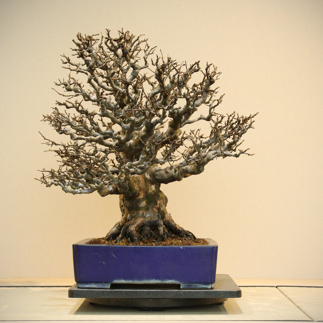 Pseudocydonia sinensis, 60 cm, ± 60 years old, in a handmade pot by Reiho, with a rootbase of 34 cm
