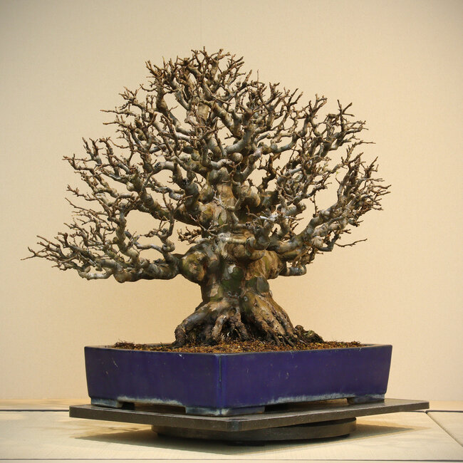 Pseudocydonia sinensis, 60 cm, ± 60 anni, in un vaso fatto a mano da Reiho, con una base radicale di 34 cm