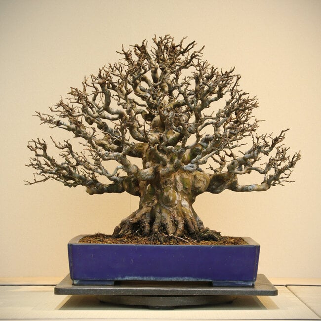 Pseudocydonia sinensis, 60 cm, ± 60 anni, in un vaso fatto a mano da Reiho, con una base radicale di 34 cm