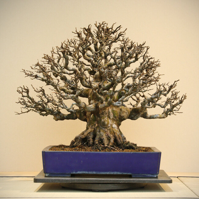 Pseudocydonia sinensis, 60 cm, ± 60 jaar oud, in een handgemaakte pot van Reiho, met een wortelkluit van 34 cm.