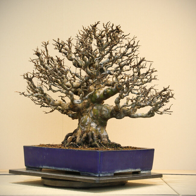 Pseudocydonia sinensis, 60 cm, ± 60 years old, in a handmade pot by Reiho, with a rootbase of 34 cm
