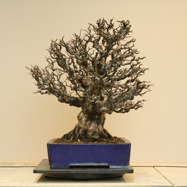 Pseudocydonia sinensis, 60 cm, environ 60 ans, dans un pot fait main par Reiho, avec une base racinaire de 34 cm