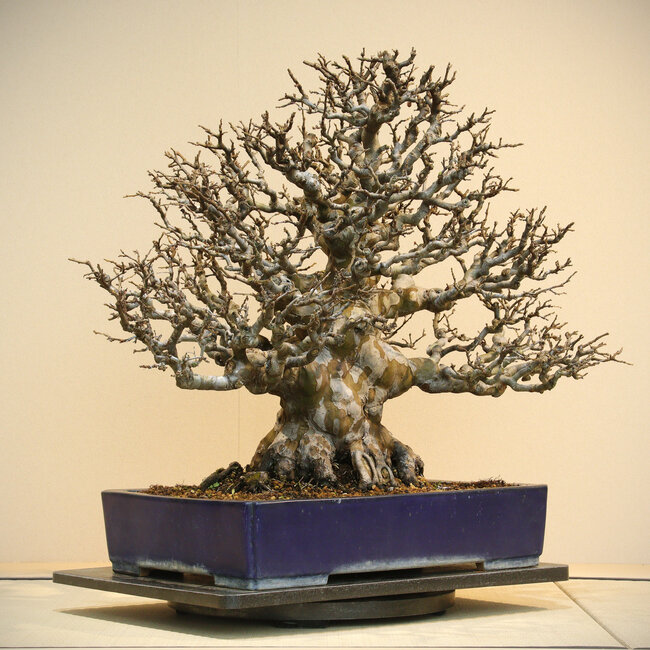 Pseudocydonia sinensis, 60 cm, ± 60 anni, in un vaso fatto a mano da Reiho, con una base radicale di 34 cm