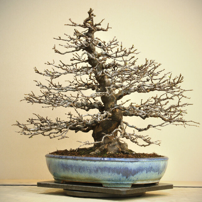 Pseudocydonia sinensis, 50 cm, ± 50 anni, esposta e conosciuta da Kokufu Ten n. 78 e 82, in un vaso giapponese fatto a mano da Yamafusa, con un nebari di 25 cm e squisita ramificazione