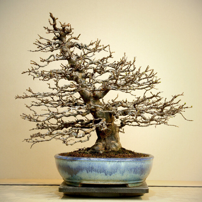 Pseudocydonia sinensis, 50 cm, ca. 50 Jahre alt, ausgestellt in und bekannt aus Kokufu Ten Nr. 78 und 82, in einem handgefertigten japanischen Topf von Yamafusa, mit einem Nebari von 25 cm und exquisiter Verzweigung