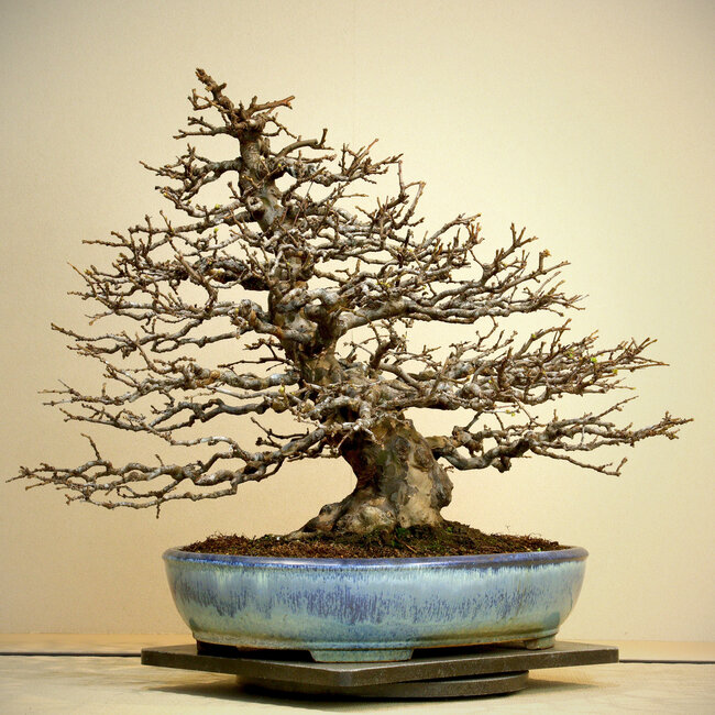 Pseudocydonia sinensis, 50 cm, ± 50 anni, esposta e conosciuta da Kokufu Ten n. 78 e 82, in un vaso giapponese fatto a mano da Yamafusa, con un nebari di 25 cm e squisita ramificazione