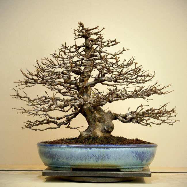 Pseudocydonia sinensis, 50 cm, ± 50 anni, esposta e conosciuta da Kokufu Ten n. 78 e 82, in un vaso giapponese fatto a mano da Yamafusa, con un nebari di 25 cm e squisita ramificazione