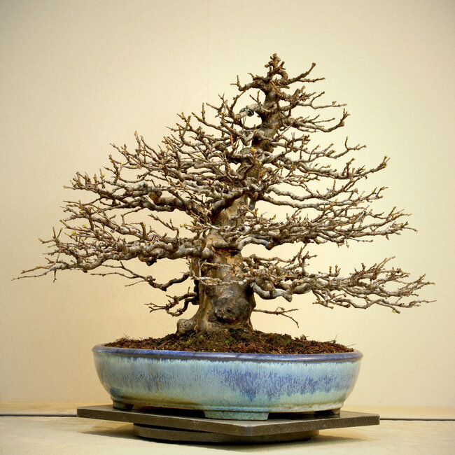 Pseudocydonia sinensis, 50 cm, ± 50 jaar oud, tentoongesteld in en bekend van Kokufu Ten nr. 78 en 82, in een handgemaakte Japanse pot van Yamafusa, met een nebari van 25 cm en een prachtige vertakking.