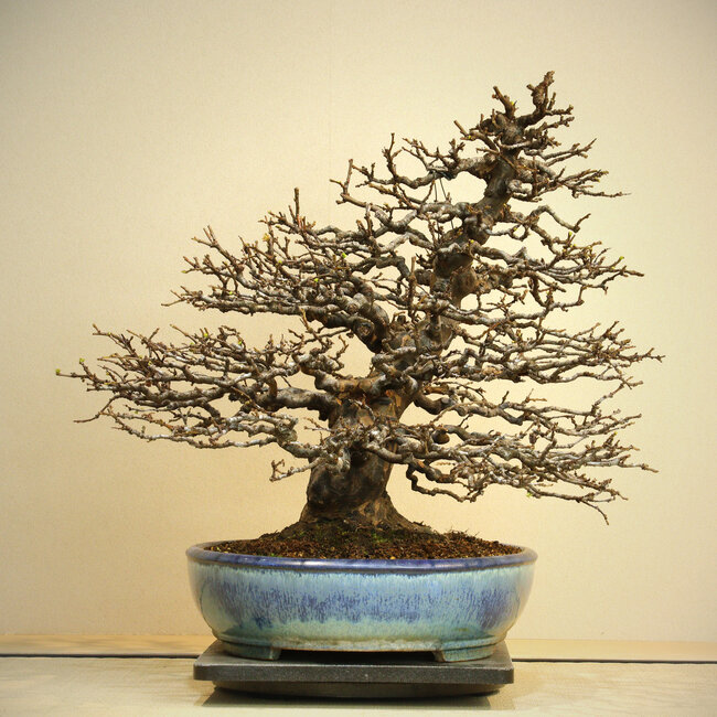 Pseudocydonia sinensis, 50 cm, ± 50 ans, exposée et connue grâce aux collections Kokufu Ten n° 78 et 82, dans un pot japonais fait main par Yamafusa, avec un nebari de 25 cm et une ramification exquise.