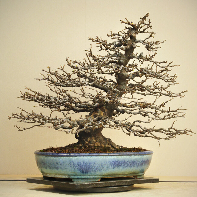 Pseudocydonia sinensis, 50 cm, ± 50 anni, esposta e conosciuta da Kokufu Ten n. 78 e 82, in un vaso giapponese fatto a mano da Yamafusa, con un nebari di 25 cm e squisita ramificazione