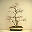 Acer palmatum, 80 cm, ± 45 years old, with a nebari of 35 cm