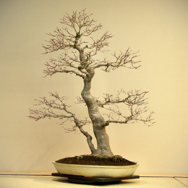 Acer palmatum, 80 cm, ± 45 ans, avec un nebari de 35 cm