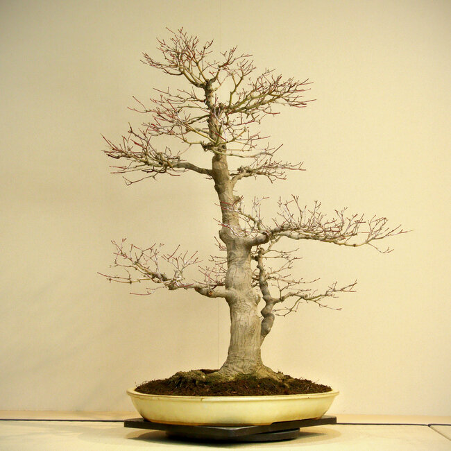 Acer palmatum, 80 cm, ± 45 ans, avec un nebari de 35 cm