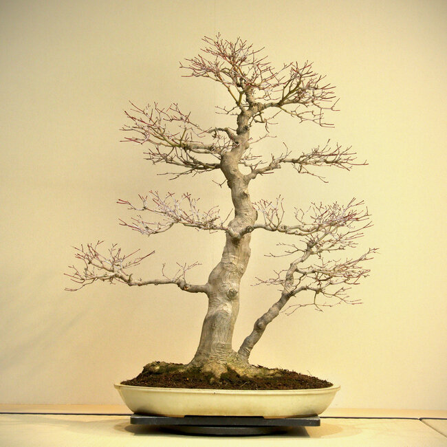 Acer palmatum, 80 cm, ± 45 ans, avec un nebari de 35 cm