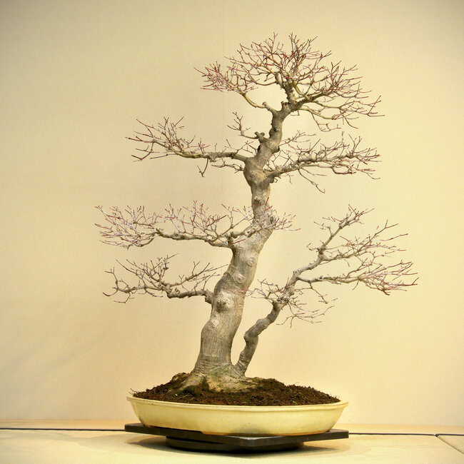 Acer palmatum, 80 cm, ca. 45 Jahre alt, mit einem Wurzelhals von 35 cm