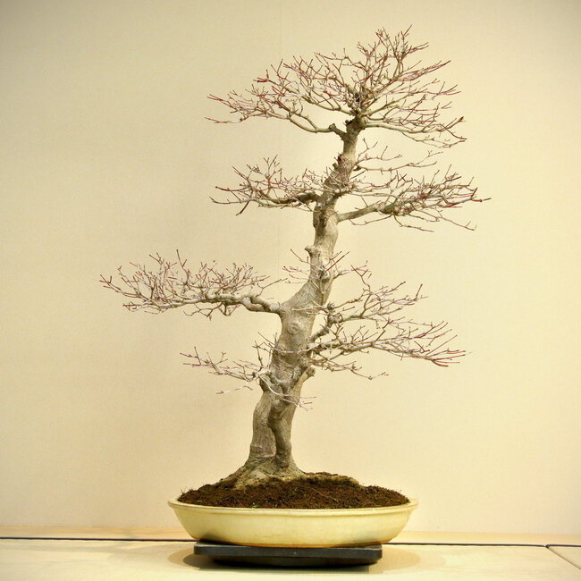 Acer palmatum, 80 cm, ± 45 years old, with a nebari of 35 cm