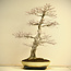 Acer palmatum, 80 cm, ± 45 years old, with a nebari of 35 cm