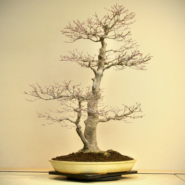 Acer palmatum, 80 cm, ± 45 años, con un nebari de 35 cm