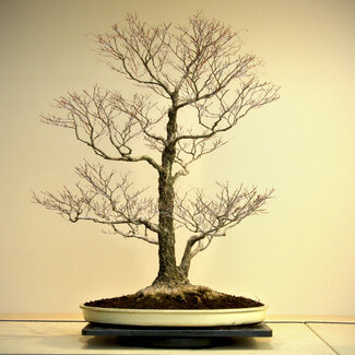 Harumatsu Acer palmatum Arakawa, 95 cm, ± 45 years old