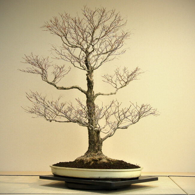 Acer palmatum Arakawa, 95 cm, ± 45 Jahre alt, mit einem Wurzelhals von 41 cm, in einem Topf von Harumatsu mit einem Riss, mit schöner und typischer Arakawa-Rinde