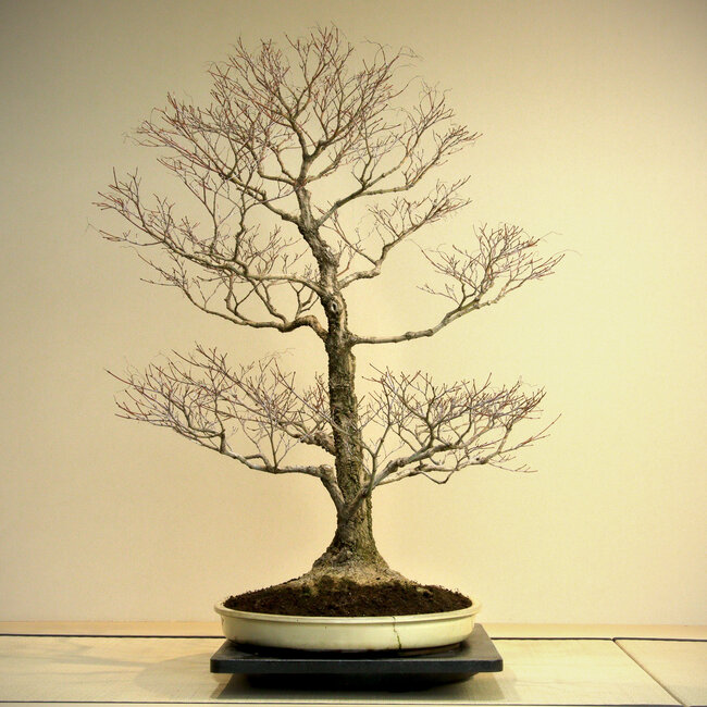 Acer palmatum Arakawa, 95 cm, ± 45 ans, avec un nebari de 41 cm, dans un pot de Harumatsu fendu, avec une belle écorce typique d'Arakawa