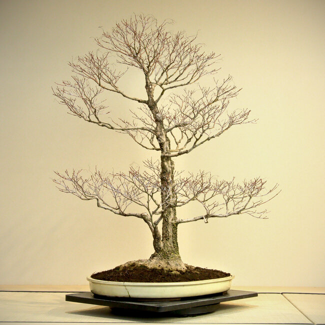 Acer palmatum Arakawa, 95 cm, ± 45 anni, con un nebari di 41 cm, in un vaso di Harumatsu con una fessura, con una bella e tipica corteccia di Arakawa