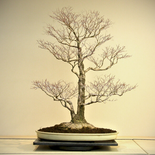 Acer palmatum Arakawa, 95 cm, ± 45 años, con un nebari de 41 cm, en una maceta de Harumatsu con una grieta, con una hermosa y típica corteza de Arakawa.