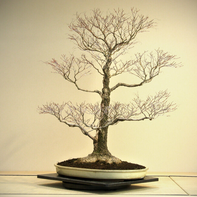 Acer palmatum Arakawa, 95 cm, ± 45 ans, avec un nebari de 41 cm, dans un pot de Harumatsu fendu, avec une belle écorce typique d'Arakawa