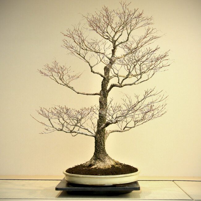 Acer palmatum Arakawa, 95 cm, ± 45 jaar oud, met een nebari van 41 cm, in een pot van Harumatsu met een barst, met prachtige en typische Arakawa-schors.