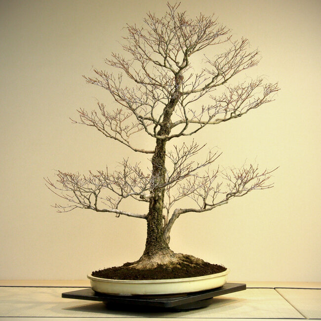 Acer palmatum Arakawa, 95 cm, ± 45 anni, con un nebari di 41 cm, in un vaso di Harumatsu con una fessura, con una bella e tipica corteccia di Arakawa