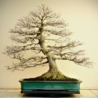 Reiho Acer palmatum, 78 cm, ± 60 Jahre alt