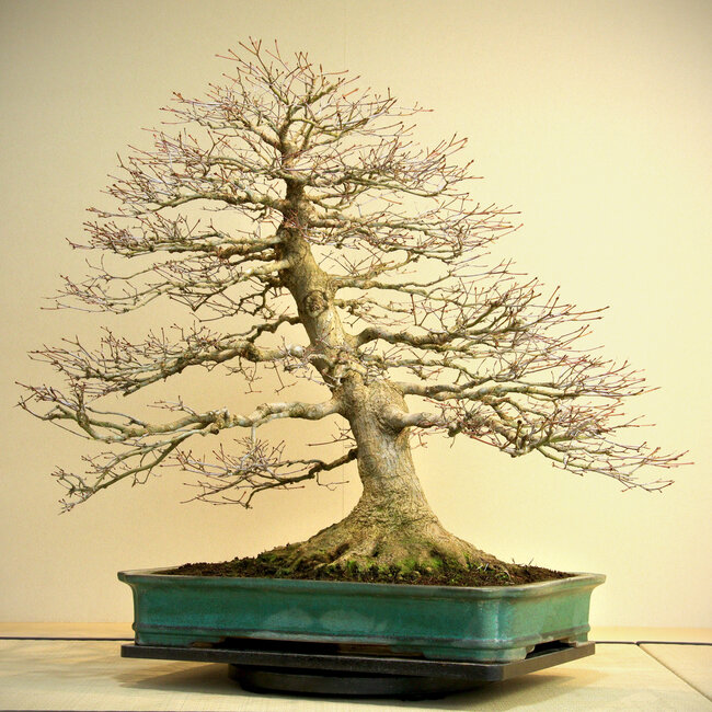Acer palmatum, 78 cm, environ 60 ans, avec un nebari de 45 cm, dans un pot artisanal de Reiho présentant un éclat sur le bord arrière.