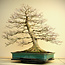 Acer palmatum, 78 cm, ± 60 years old, with a nebari of 45 cm, in a handmade pot by Reiho with a chip of the edge on the back