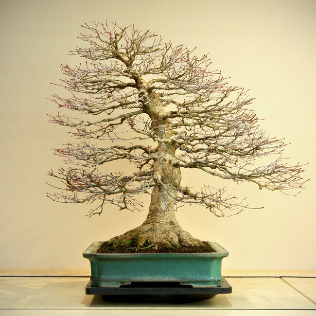 Acer palmatum, 78 cm, environ 60 ans, avec un nebari de 45 cm, dans un pot artisanal de Reiho présentant un éclat sur le bord arrière.
