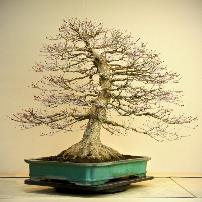 Acer palmatum, 78 cm, ± 60 years old, with a nebari of 45 cm, in a handmade pot by Reiho with a chip of the edge on the back