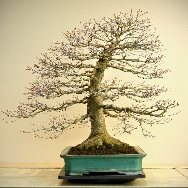 Acer palmatum, 78 cm, ± 60 años, con un nebari de 45 cm, en una maceta hecha a mano por Reiho con un desprendimiento del borde en la parte posterior.