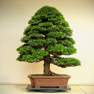 Chamaecyparis obtusa, 100 cm, ± 60 ans