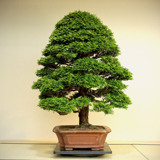 Chamaecyparis obtusa, 100 cm, ca. 60 Jahre alt, in sehr reifer und feiner Form, gute Verjüngung und gute Verzweigung