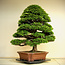 Chamaecyparis obtusa, 100 cm, ± 60 years old, in a very mature and refined shape, good tapering, and good ramification